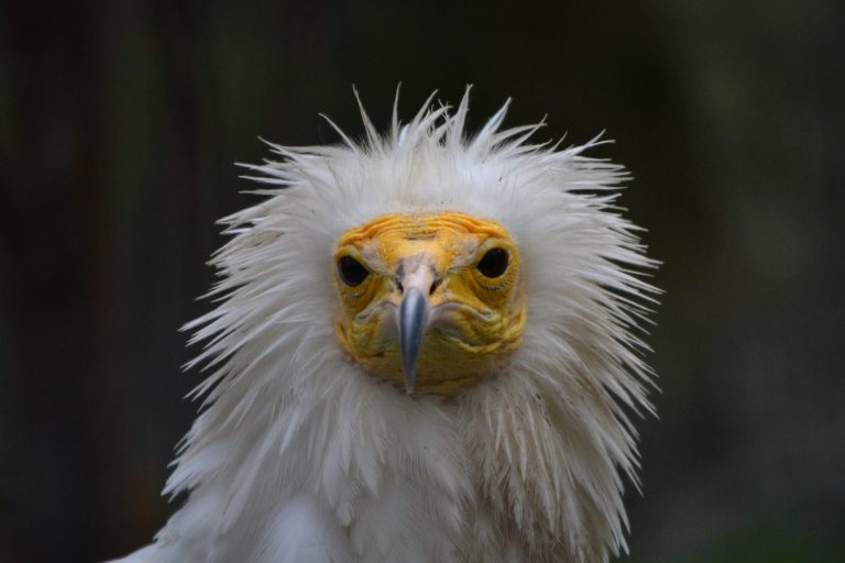EgyptianVulture-RichaMalhotra-1