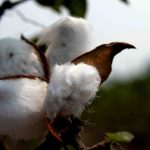 Bt cotton. Credit: abhisheksrivastava/Flickr, CC BY 2.0