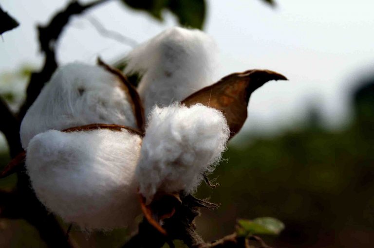 Bt cotton. Credit: abhisheksrivastava/Flickr, CC BY 2.0