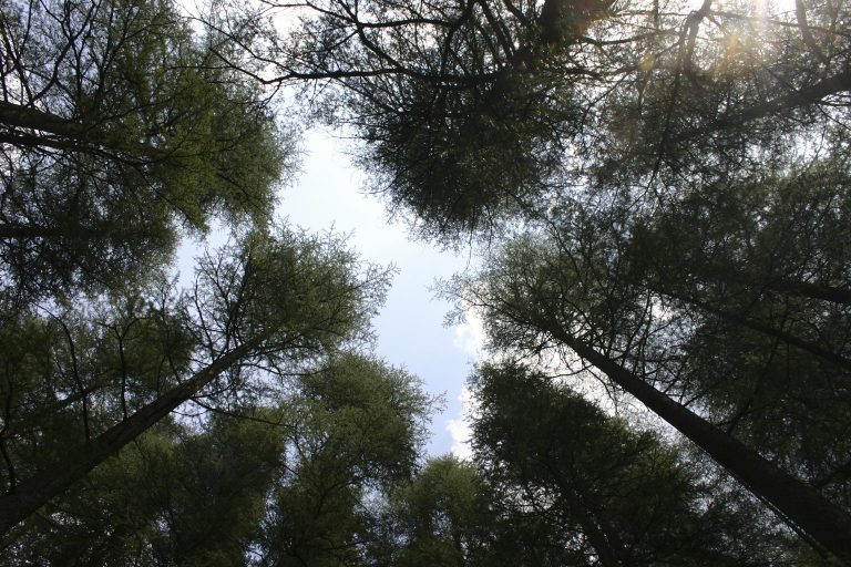 The woods of Jageshwar in the Kumaon range of Uttarakhand. Credit: rungta/Flickr, CC BY 2.0
