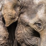 An elephant in Mysuru, Karnataka. Credit: shahinolakara/Flickr, CC BY 2.0