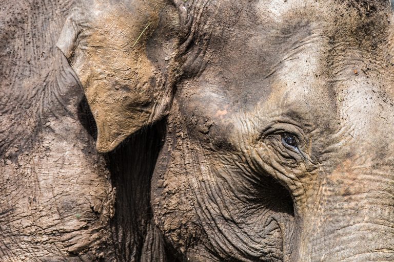 An elephant in Mysuru, Karnataka. Credit: shahinolakara/Flickr, CC BY 2.0