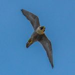A peregrine falcon turns in the air… Credit: peterichman/Flickr, CC BY 2.0