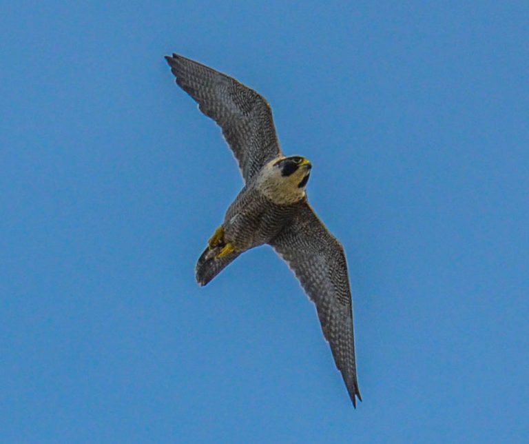 A peregrine falcon turns in the air… Credit: peterichman/Flickr, CC BY 2.0