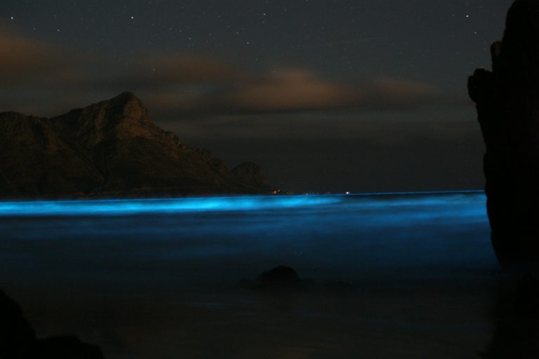 A blue tide caused by an abundance of noctilucent algae. Credit: Bruce Anderson (University of Stellenbosch), bmc_ecology/Flickr, CC BY 2.0