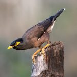 A common myna. Credit: kkoshy/Flickr, CC BY 2.0