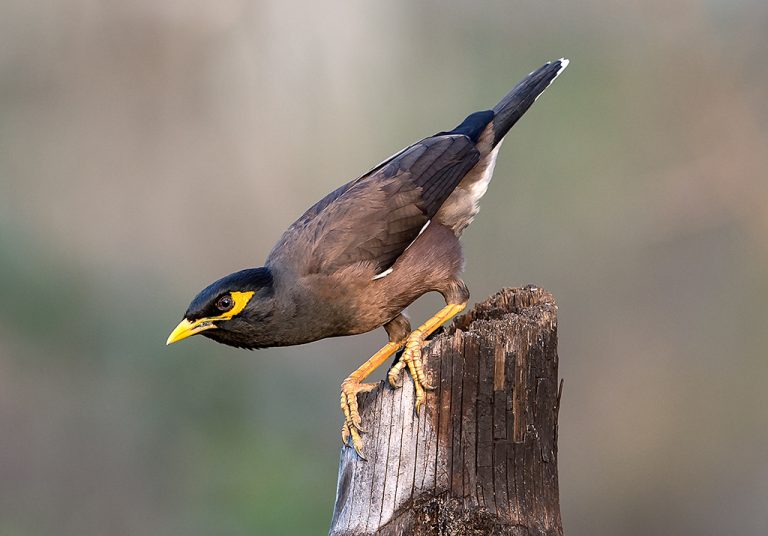 A common myna. Credit: kkoshy/Flickr, CC BY 2.0