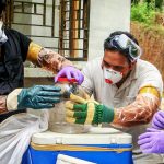 Kozhikode: Animal Husbandry department and forest officials collect bats from a well of a house after the outbreak of 'Nipah' virus, near Perambra in Kozhikode on Monday. The Nipah virus has so far claimed three lives in Kerala while one person is undergoing treatment and 8 others are under observation in Kozhikode district. Credit: PTI