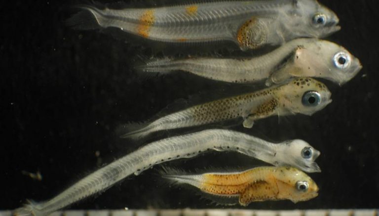 Increased Carbon Dioxide Levels in Oceans Pose a Threat to Fish Larvae