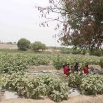 Farm-in-Karkhel-village-that-is-green-in-summer
