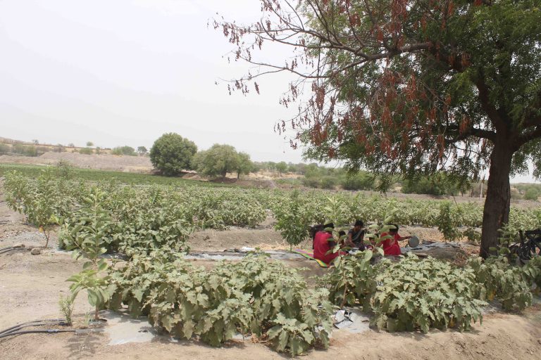 Farm-in-Karkhel-village-that-is-green-in-summer
