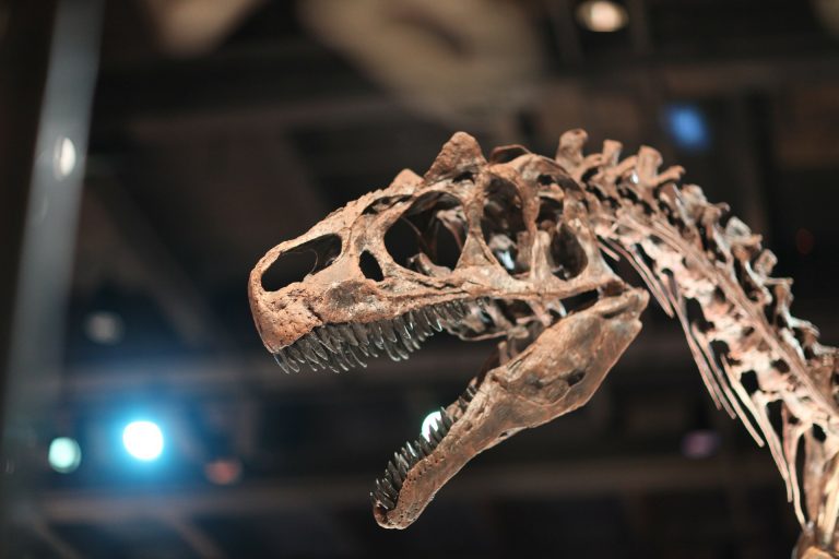 dinosaur-241962_1920