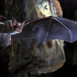180208-bat-geentics-study-feature-1