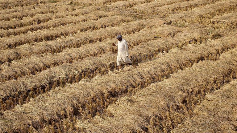 In terms of crop insurance, we are basically back to where we were before the scheme started. Credit: Reuters