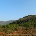 Afforestation initiatives in the adjoining wasteland areas of a forest. Credit: Reshma M Ramachandran.