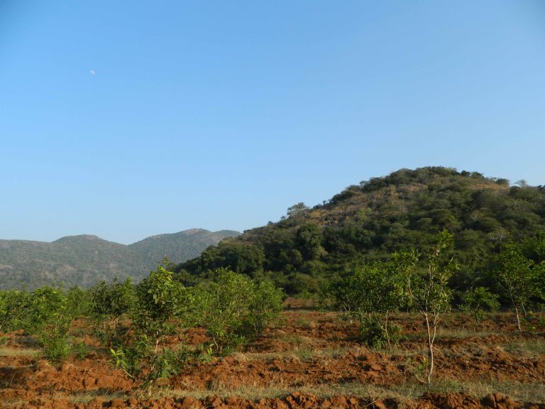 Afforestation initiatives in the adjoining wasteland areas of a forest. Credit: Reshma M Ramachandran.
