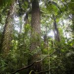 File photo of a rubber tree at the Manu National Park in Peru's southern Amazon region of Madre de Dios