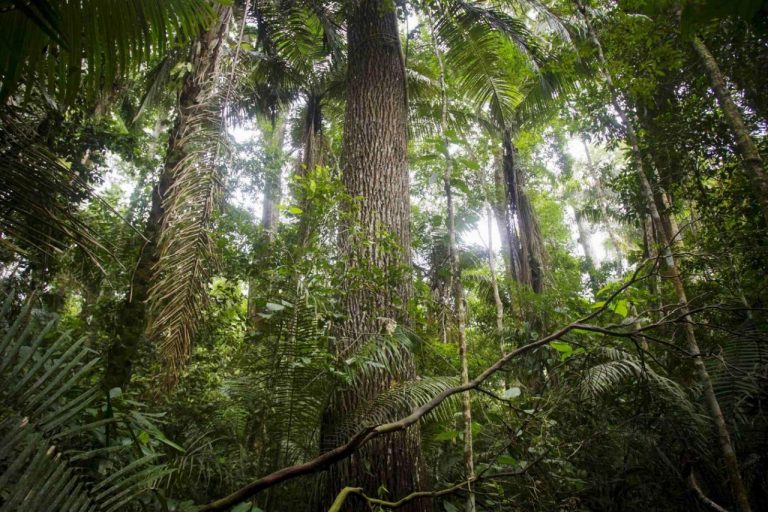 File photo of a rubber tree at the Manu National Park in Peru's southern Amazon region of Madre de Dios