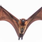 A Greater Indian fruit bat in flight. Credit: Trikansh sharma/Wikimedia Commons, CC0