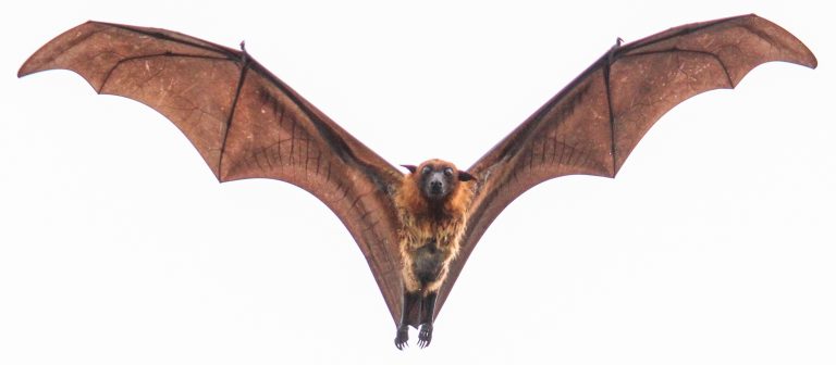 A Greater Indian fruit bat in flight. Credit: Trikansh sharma/Wikimedia Commons, CC0