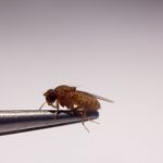 A fruit fly. Credit: lennartt/Flickr, CC BY 2.0