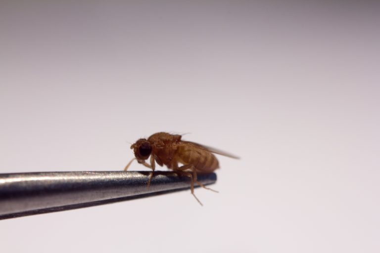 A fruit fly. Credit: lennartt/Flickr, CC BY 2.0