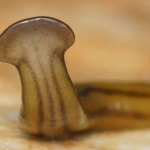 predatory-worms-france