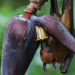 Fruit-bat