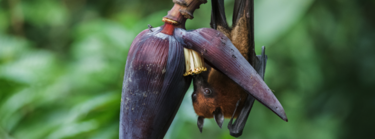 Fruit-bat