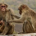 Bonnet macaques. Credit: Wikimedia Commons