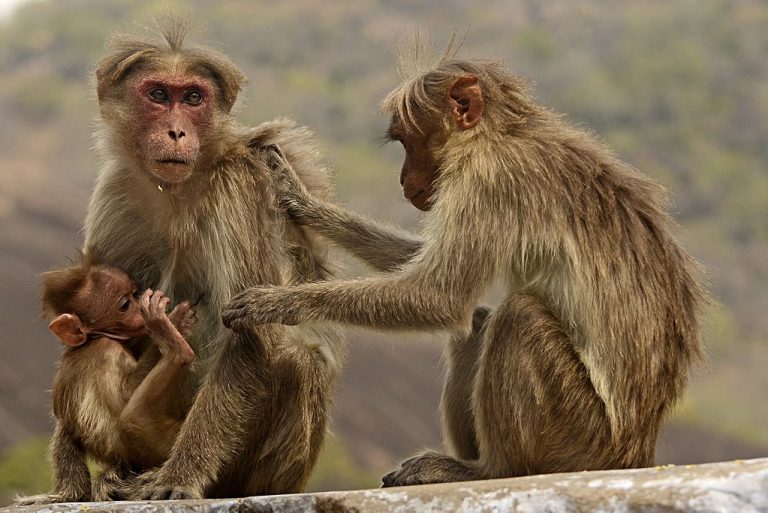 Bonnet macaques. Credit: Wikimedia Commons