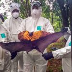 bat that was caught by the expert group