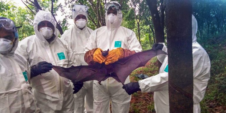 bat that was caught by the expert group
