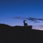goat_unsplash