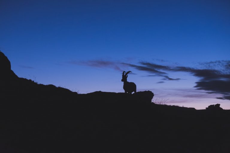 goat_unsplash