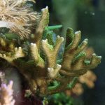 Montipora digitata, a.k.a. 'finger coral'. Credit: Wikimedia Commons