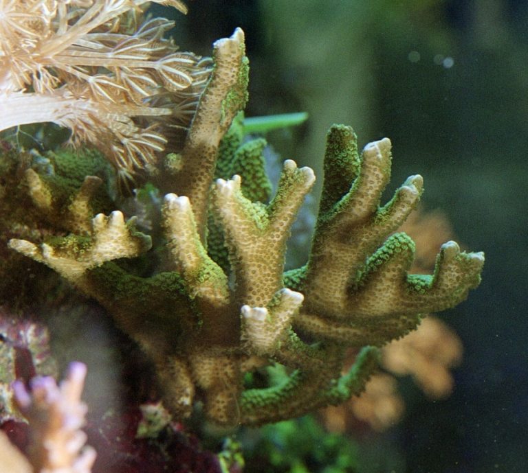 Montipora digitata, a.k.a. 'finger coral'. Credit: Wikimedia Commons