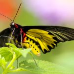 Butterflies, however, beat the trend. Credit: Boris Smokrovic/Unsplash