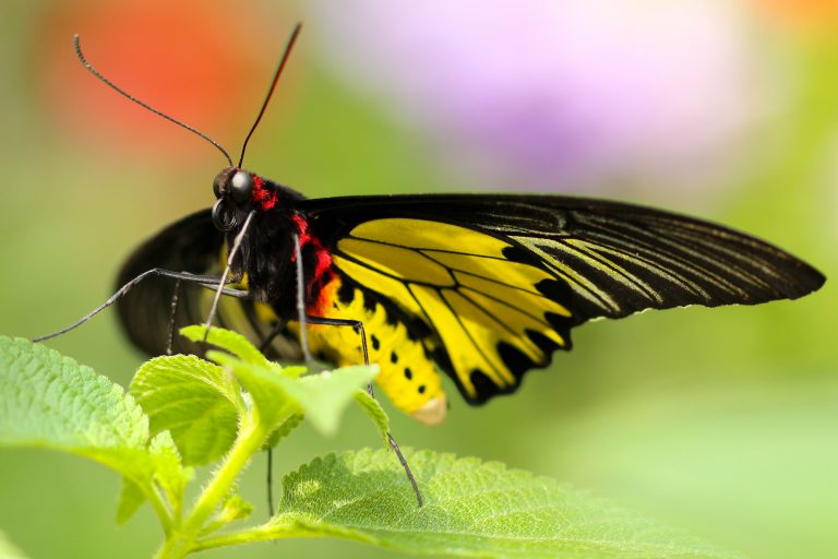 Butterflies, however, beat the trend. Credit: Boris Smokrovic/Unsplash