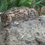 A fishing cat in the San Diego Zoo, 2005. Credit: Mike R/Wikimedia Commons, CC BY-SA 3.0