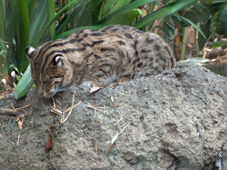 A fishing cat in the San Diego Zoo, 2005. Credit: Mike R/Wikimedia Commons, CC BY-SA 3.0
