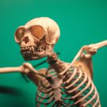 A gibbon's skeleton arranged in a pose. Credit: Bart Heird/Unsplash