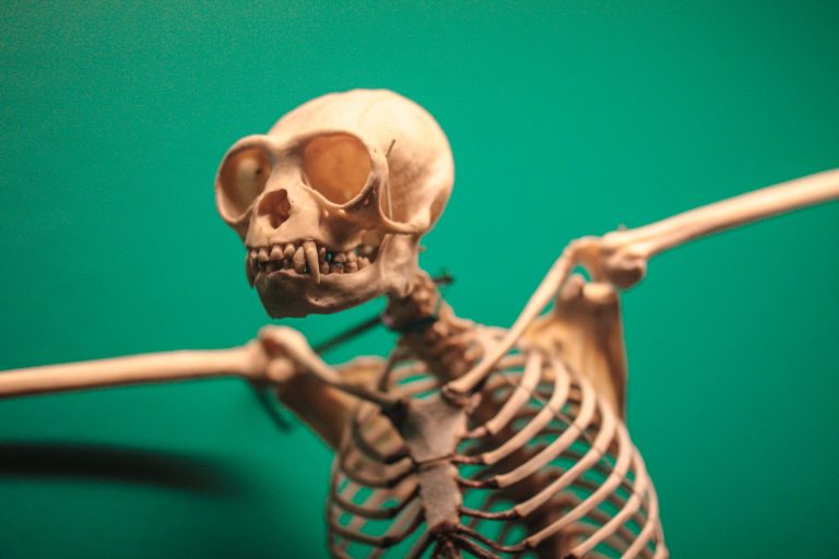 A gibbon's skeleton arranged in a pose. Credit: Bart Heird/Unsplash