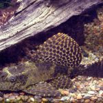 Sailfin-pleco