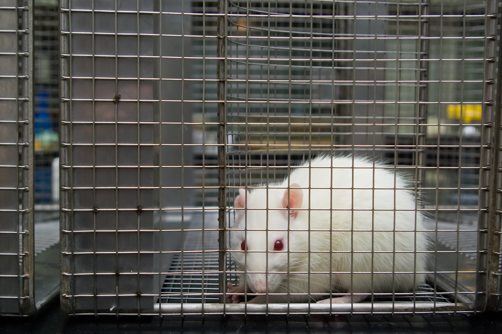 Pain in Lab Animals: How Much Is Too Much? – The Wire Science