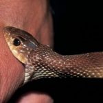 snake-bite_youtube-screengrab