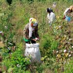 Workers harvest cotton in a field on the outskirts of Ahmedabad, October 24, 2016. Credit: Reuters/Amit Dave/Files