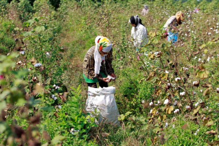 Workers harvest cotton in a field on the outskirts of Ahmedabad, October 24, 2016. Credit: Reuters/Amit Dave/Files