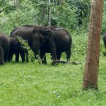 Elephants at Nagarhole National Park. Credit: Wikimedia Commons
