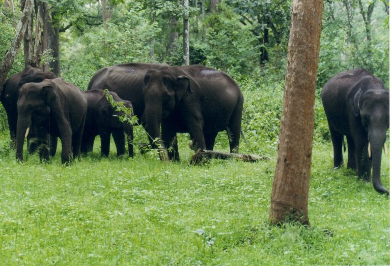 Elephants at Nagarhole National Park. Credit: Wikimedia Commons